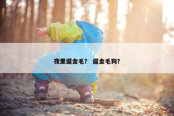 夜里遛金毛？ 遛金毛狗？