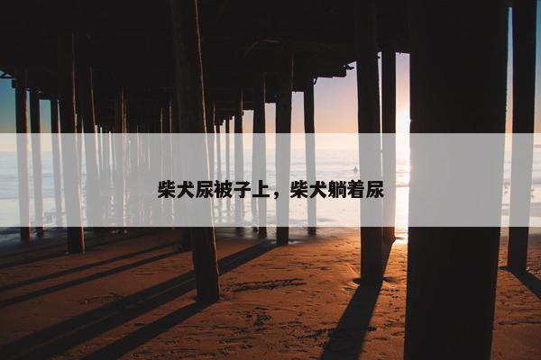 柴犬尿被子上，柴犬躺着尿