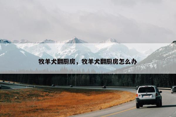 牧羊犬翻厨房，牧羊犬翻厨房怎么办