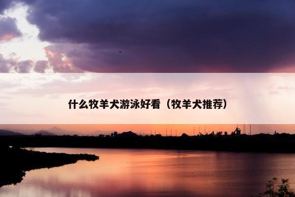 什么牧羊犬游泳好看（牧羊犬推荐）