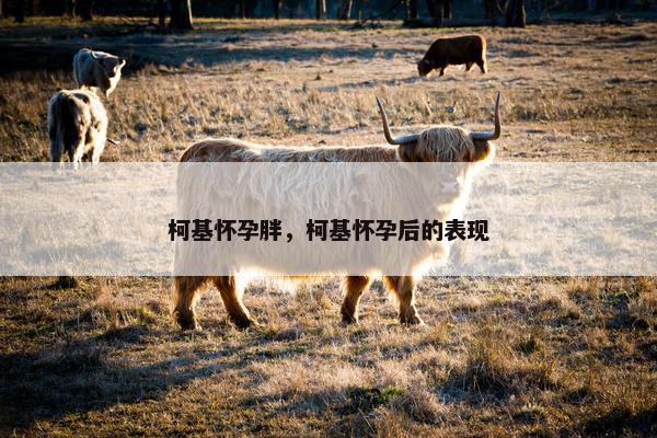 柯基怀孕胖，柯基怀孕后的表现