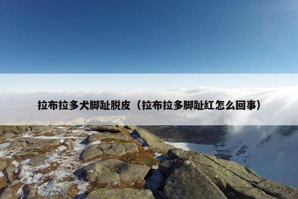 拉布拉多犬脚趾脱皮（拉布拉多脚趾红怎么回事）