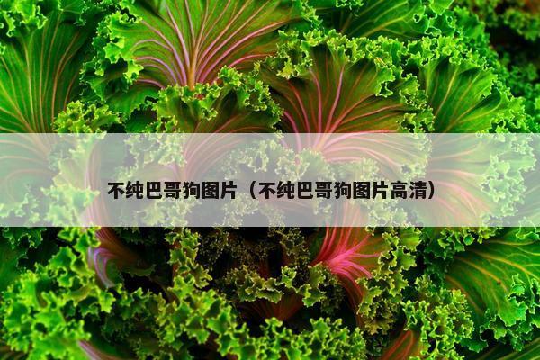 不纯巴哥狗图片（不纯巴哥狗图片高清）