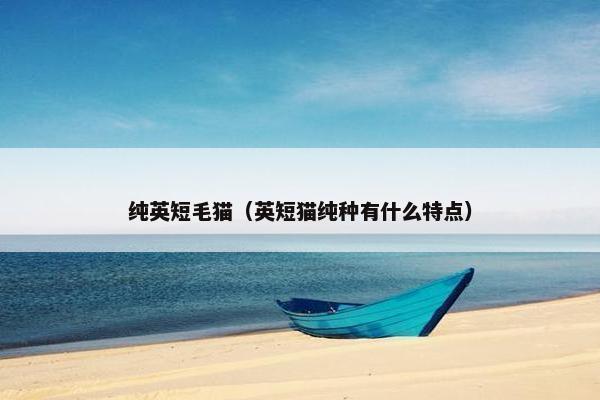 纯英短毛猫（英短猫纯种有什么特点）