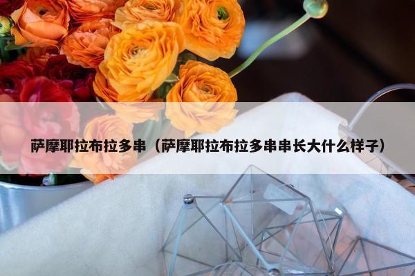 萨摩耶拉布拉多串（萨摩耶拉布拉多串串长大什么样子）