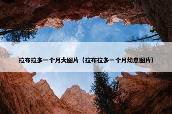 拉布拉多一个月大图片（拉布拉多一个月幼崽图片）