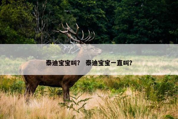 泰迪宝宝叫？ 泰迪宝宝一直叫？
