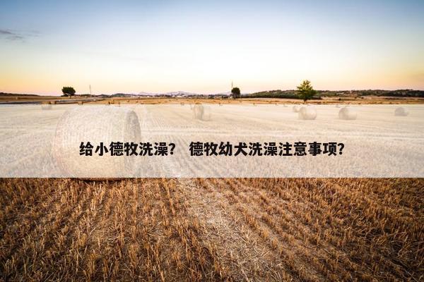 给小德牧洗澡？ 德牧幼犬洗澡注意事项？