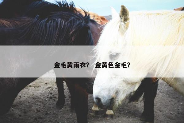 金毛黄雨衣？ 金黄色金毛？
