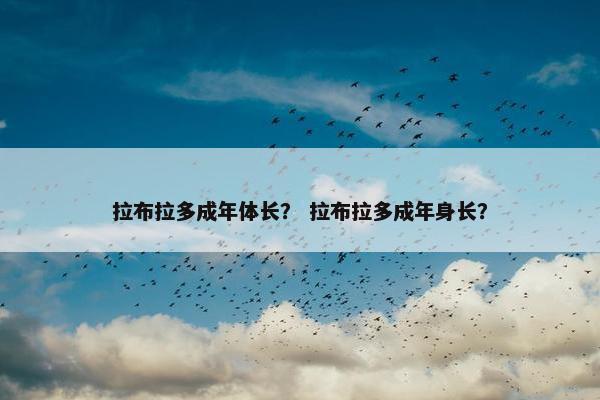 拉布拉多成年体长？ 拉布拉多成年身长？
