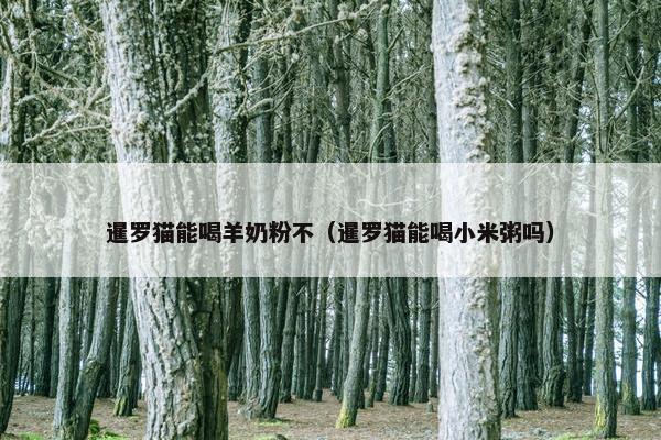 暹罗猫能喝羊奶粉不（暹罗猫能喝小米粥吗）