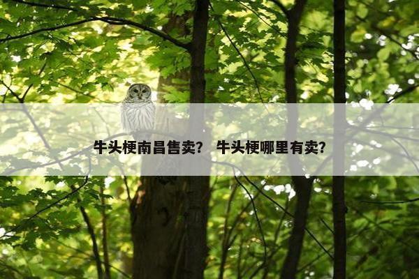牛头梗南昌售卖？ 牛头梗哪里有卖？