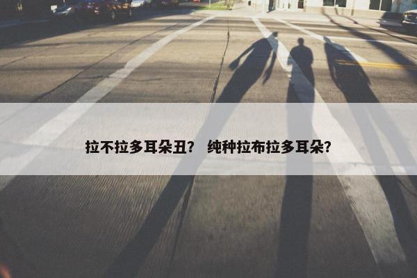 拉不拉多耳朵丑？ 纯种拉布拉多耳朵？