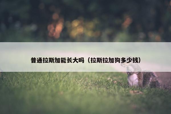 普通拉斯加能长大吗（拉斯拉加狗多少钱）