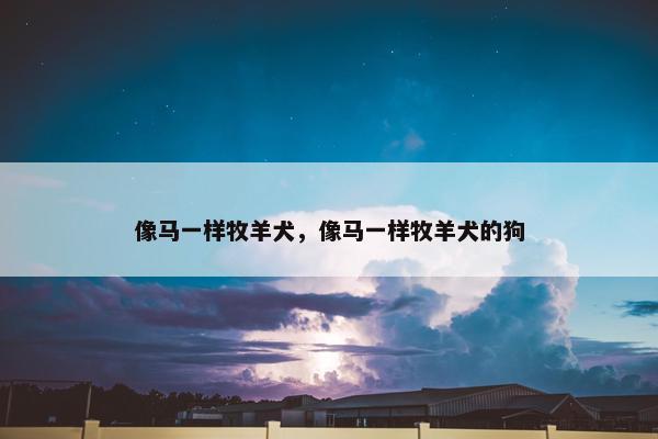 像马一样牧羊犬，像马一样牧羊犬的狗