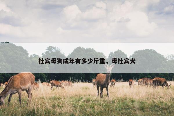 杜宾母狗成年有多少斤重，母杜宾犬
