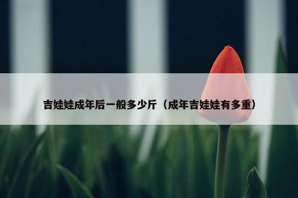 吉娃娃成年后一般多少斤（成年吉娃娃有多重）