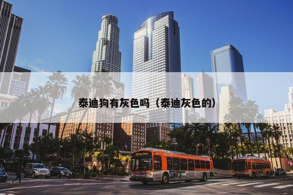 泰迪狗有灰色吗（泰迪灰色的）