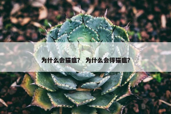 为什么会猫瘟？ 为什么会得猫瘟？