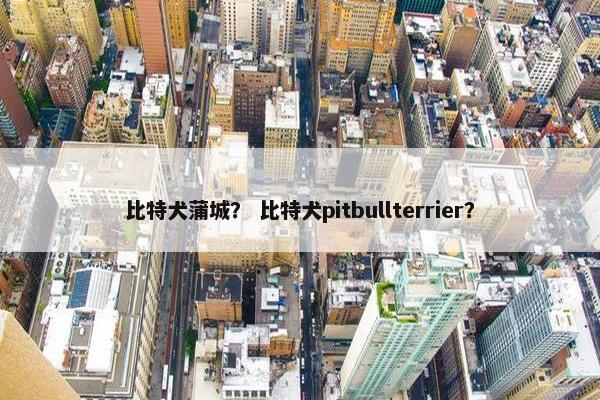 比特犬蒲城？ 比特犬pitbullterrier？