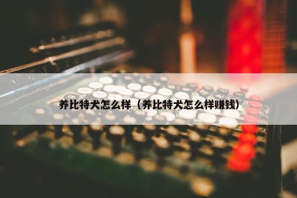 养比特犬怎么样（养比特犬怎么样赚钱）