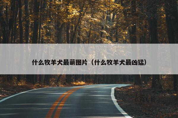什么牧羊犬最萌图片（什么牧羊犬最凶猛）
