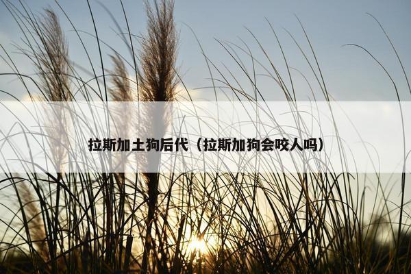 拉斯加土狗后代（拉斯加狗会咬人吗）