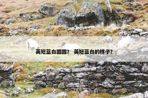 英短蓝白圆圆？ 英短蓝白的样子？