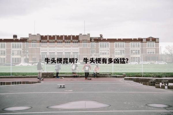 牛头梗昆明？ 牛头梗有多凶猛？