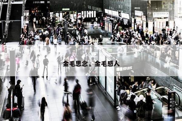 金毛思念，金毛感人