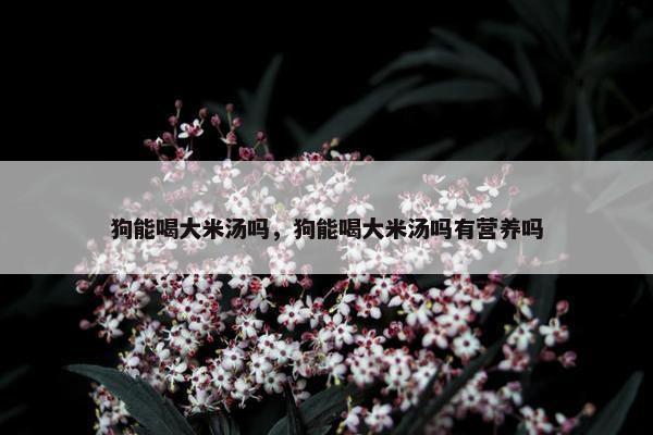 狗能喝大米汤吗，狗能喝大米汤吗有营养吗