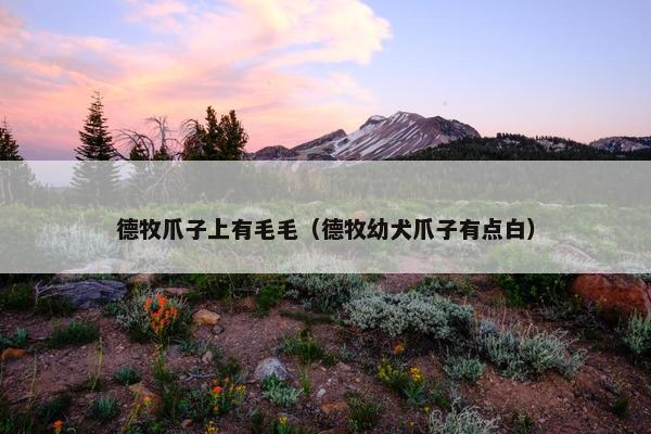 德牧爪子上有毛毛（德牧幼犬爪子有点白）