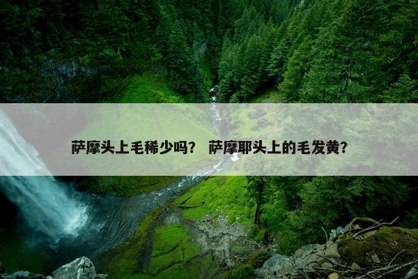 萨摩头上毛稀少吗？ 萨摩耶头上的毛发黄？