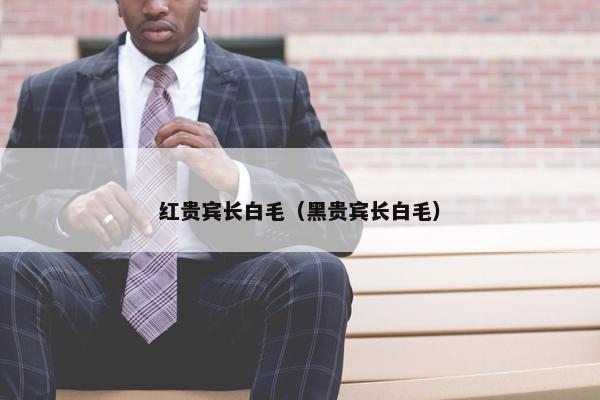 红贵宾长白毛（黑贵宾长白毛）