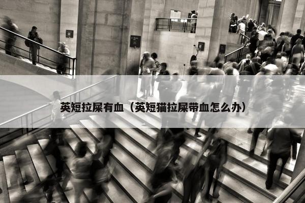 英短拉屎有血（英短猫拉屎带血怎么办）