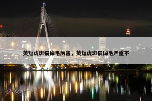 英短虎斑猫掉毛厉害，英短虎斑猫掉毛严重不