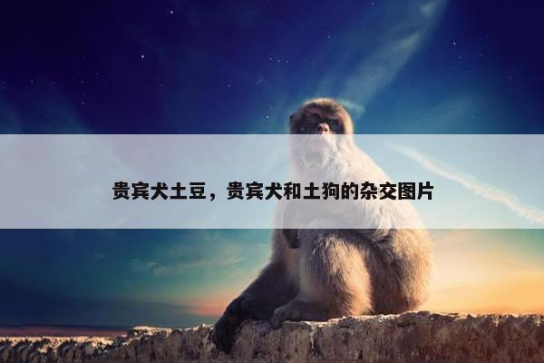 贵宾犬土豆，贵宾犬和土狗的杂交图片