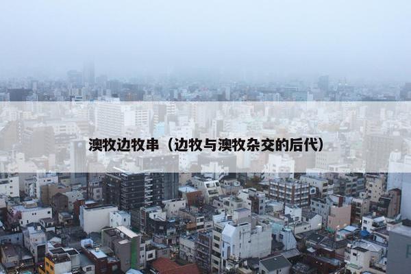 澳牧边牧串（边牧与澳牧杂交的后代）