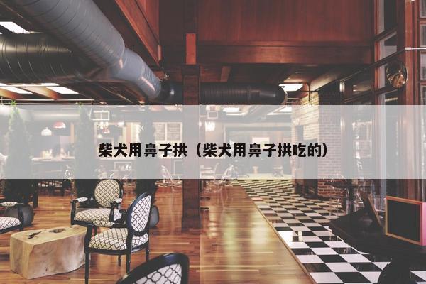 柴犬用鼻子拱（柴犬用鼻子拱吃的）