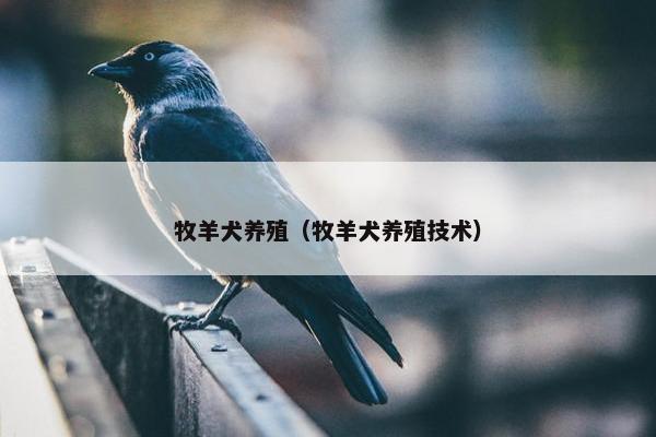 牧羊犬养殖（牧羊犬养殖技术）