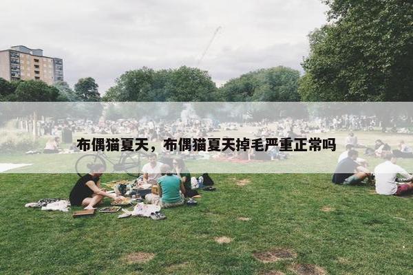 布偶猫夏天，布偶猫夏天掉毛严重正常吗