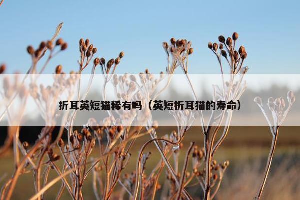 折耳英短猫稀有吗（英短折耳猫的寿命）