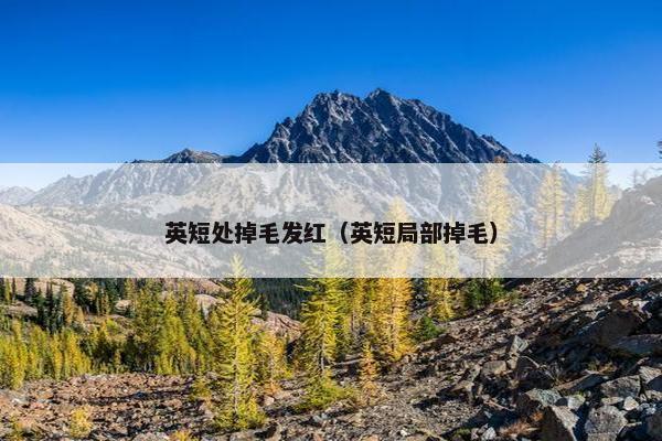 英短处掉毛发红（英短局部掉毛）