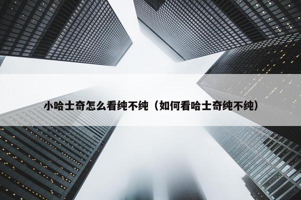 小哈士奇怎么看纯不纯（如何看哈士奇纯不纯）