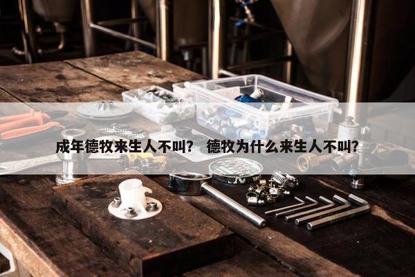 成年德牧来生人不叫？ 德牧为什么来生人不叫？