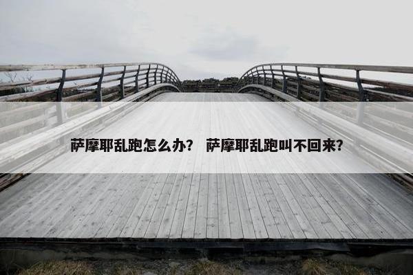 萨摩耶乱跑怎么办？ 萨摩耶乱跑叫不回来？