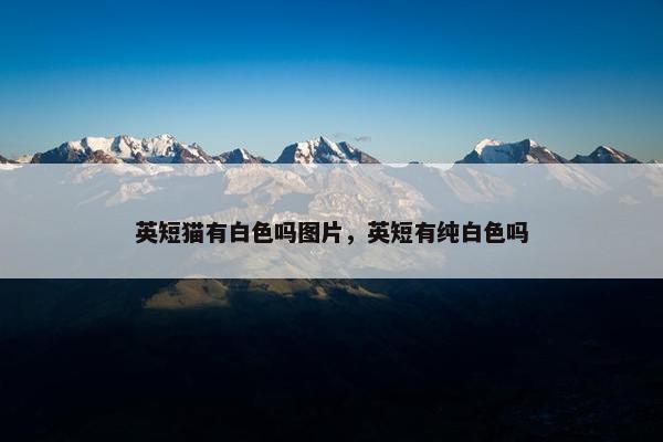 英短猫有白色吗图片，英短有纯白色吗