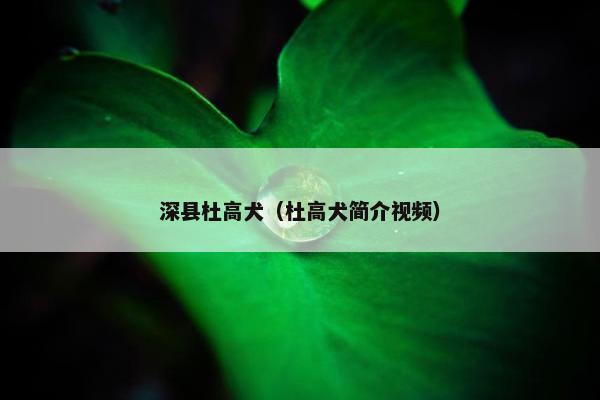 深县杜高犬（杜高犬简介视频）