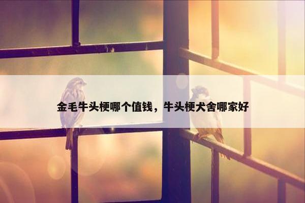 金毛牛头梗哪个值钱，牛头梗犬舍哪家好