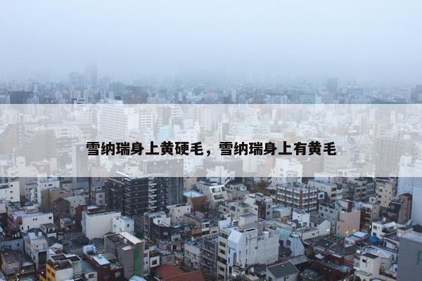 雪纳瑞身上黄硬毛，雪纳瑞身上有黄毛